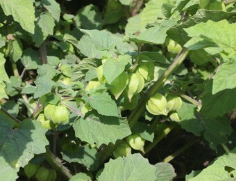 Physalis Ananaskirsche Physalis Ananaskirsche