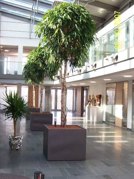 Ficus longifolia Solitär