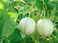 Zuckermelone Charentais Zuckermelone Charentais
